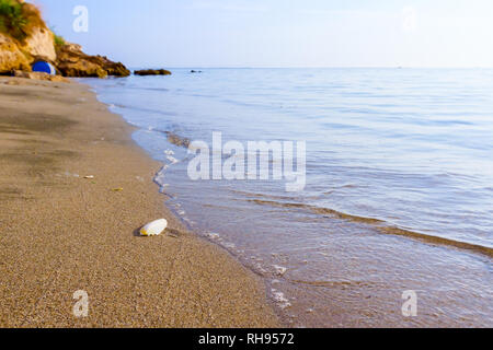 Cuttlebone wird durch das Meer auf sandigen Strand gespült. Stockfoto