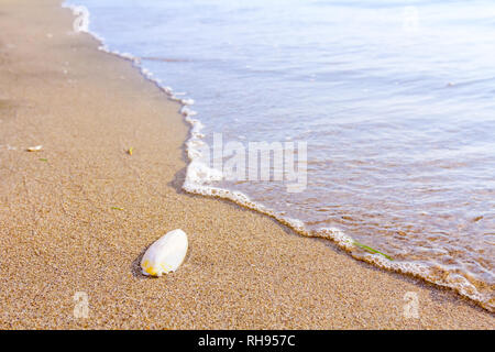 Cuttlebone wird durch das Meer auf sandigen Strand gespült. Stockfoto