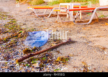 Leichnam des toten riesige Blaue Qualle wird durch das Meer auf sandigen Strand gespült. Stockfoto