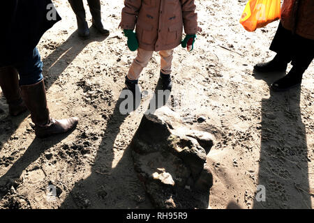 Versteinerte Dinosaurier Footprint, Compton Strand, Isle of Wight, Großbritannien. Stockfoto