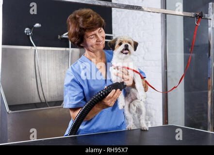 Ältere weibliche groomer trocknen Haar von havaneser Welpen nach dem Waschen in PET-Salon Stockfoto