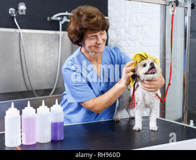 Ältere weibliche groomer trocknen Haar von havaneser Welpe mit Handtuch nach dem Waschen im Salon für Hunde Stockfoto