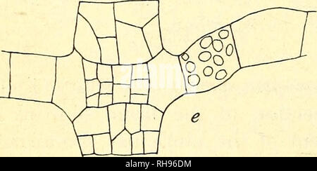 . Botanisk Tidsskrift". Botanik; Pflanzen; pflanzen. Abb. 19. Isthmoplea sphoerophora (Harv.) Kjellm. a, b Die oberste Teil zwei eine Öffnung, die in der Regel in zeigt eine etwas prominenter Teil der Zelle - Wand (Abb. gefunden wird. 19, a, d). Hinsichtlich der Struktur und der De-Zweig, der von Avhich, a, Si die Eröffnung der sporangien; c, d, zwei Portionen im unteren Teil der Zweige: d zeigt die Eröffnung der sporangien; e. Ein Teil der Entwicklung der plurilocular Sporangien Hauptachse (von Fosliea curta (Fosl.) Diese Arten sehr ähnelt Litosiphon Fernbedienung.), das die Verzweigung. Eine filiforme (Rke Stockfoto