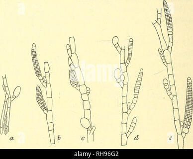 . Botanisk Tidsskrift". Botanik; Pflanzen; pflanzen. nach oben schmaler geworden (unterhalb der Apex 7 - 20 Fx) und nach unten (auf der Basis 7--23 Fx) und sind mit rhizoids an der Basis mehr oder weniger eingerichtet. Die Exemplare hatte und unilocular plurilocular Sporangien und manchmal beide Arten von sporangien im gleichen Filament aufgetreten. Die spor - angia sind beide Klemmen und seitlich auf der Filamente. Die plurilocular sporangien sind normalerweise über 23 tx Dick und manchmal erreichen eine Länge von 108 Fx. Sie haben immer einen mehr oder weniger langen Stiel, bestehend aus einem bis zu fünf oder mehr Zellen. Die unilocular sporangien, bisher Stockfoto