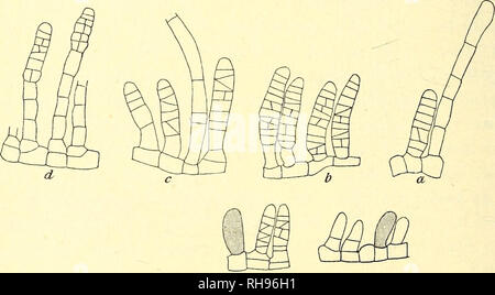. Botanisk Tidsskrift". Botanik; Pflanzen; pflanzen. - 150 - ca. 1 - 2 mm im Durchmesser auf der Oberfläche des Rhodymenia. Diese Flecken sind einer braunen Farbe des Materials, die mehrere Jahre in Alkohol konserviert wurde, wegen der Farbe des Inhalts des ascocystae. Der basalen Teil der Wedel ist ein Mehr oder Weniger orbicular Disc mit marginalem Wachstum; die Marge ist entweder ganz oder teilweise bestehend aus freien, schleichende Filamente. Die Scheibe ist in den meisten Fällen monostromatic und nur hier und da diplostromatic, ist es 6-12//dick. Die Länge der Zellen ist etwa 7 - 14 //, die rn Cel Stockfoto