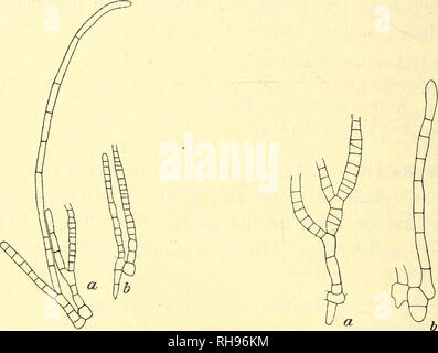 . Botanisk Tidsskrift". Botanik; Pflanzen; pflanzen. - 144 - haben es eher unregelmäßig, bestehend aus freien, schleichende Filamente. Die plurilocular sporangien sind einfache oder verzweigte, 58 - 100 fx lang und 5,8 - 7 eine Breite; im zentralen Teil der Scheibe haben Sie ein 20-40 u langen Stiel, bestehend aus 1 - 4 Zellen, aber näher am Rand oft sessile sind. Die sporangien bestehen meist aus einer einzigen Serie von Loculi und ich haben aber selten beobachtete zwei Serie im mittleren Teil. Einige meiner Proben wurden zum größten Teil aus unverzweigten, 100-140 eine lange und 6 - 7 tj. Breit, Assimilative filame Stockfoto