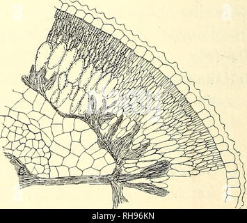 . Botanisk Tidsskrift". Botanik; Pflanzen; pflanzen. Abb. 43. Strobilaceum Halocne-Mama. Laengdesnit gennem en Del af et Kortskud. A: Grunddelen af et fremad rettet Seite - skud. B: Knop. F: Grunddelen af et fremad Eller bagud rettet Blad. N: Nerv. Striberne betegner Palissadeceller. X12. denne Zone findes Ydre med Store og Overhuden äh Spalteaabningerne nedsaenkede. S. 206), Noget skjoldformede, mest opadtil. Un-tre Knopper (B i Abb. 43), som er vistnok Blom-sterknopper, da Bladene hos Räude Kortskud alle støtter Blomster om Efteraaret, Tre hver. De blomstrende Kortskud dør Bort efter Frugtmodningen Stockfoto