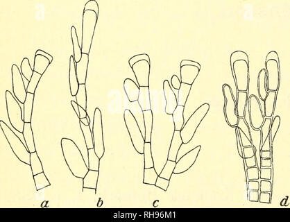 . Botanisk Tidsskrift". Botanik; Pflanzen; pflanzen. - 142 - eine chromatophore kann in jeder Zelle gesehen werden, und ich habe nur selten gesehen Zellen mit zwei chromatophoren. Es wurde mit unilocular Sporangien im Februar versammelt. N.I Cel. In glaesibaer Eyjafjöröur (O. D.). Ovata K. Rosenv Ualfsia. Grl. Havalg. S.900, Deux. Mém. S. 94. Diese Art ist in der oberen sublitoral Region bis zu einer Tiefe von 4 Klafter gefunden worden, die auf Steine in Unternehmen mit Lithothamnion laeve. Es hat nur an zwei Stellen, die im NW gefunden worden. Island w7 Hier hatte es jungen unilocular Sporangien Anfang Sept., und in SW. Stockfoto