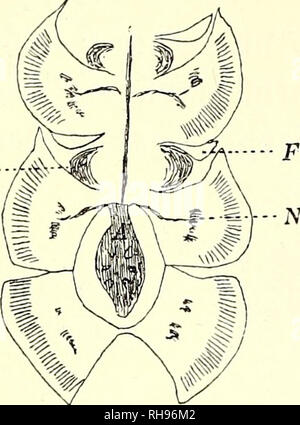 . Botanisk Tidsskrift". Botanik; Pflanzen; pflanzen. - 176 - af Erwärmung (1897 dertiden støtter de. Abb. 43. Strobilaceum Halocne-Mama. Laengdesnit gennem en Del af et Kortskud. A: Grunddelen af et fremad rettet Seite - skud. B: Knop. F: Grunddelen af et fremad Eller bagud rettet Blad. N: Nerv. Striberne betegner Palissadeceller. X12. denne Zone findes Ydre med Store og Overhuden äh Spalteaabningerne nedsaenkede. S. 206), Noget skjoldformede, mest opadtil. Un-tre Knopper (B i Abb. 43), som er vistnok Blom-sterknopper, da Bladene hos Räude Kortskud alle støtter Blomster om Efteraaret, Tre hver. De Blom Stockfoto