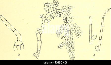 . Botanisk Tidsskrift". Botanik; Pflanzen; pflanzen. - 133 - basilari Unica egredientibus, inferne nudis, deinde Ramos oppositos, Alternos aut secundos gerentibus, inferiore Parte 11 --23 //, superiore autem 7 - 11//crassis. Fila sterilia Pilifera. Sporangien obovoidea - ellipsoidea in Superiore parte cujusque cellulae ramorum et supremi Achse primarii opposita sessilia, et in Ultima cellula terminalia, 17 - 22 // Longa, 10-11 // Crassa. Ich fand die Lamina von ein paar Exemplare von Alaria esculenta fast völlig mit dieser Alge abgedeckt. Manchmal habe ich gesehen, dass zwei Niederlassungen oder sporangien im gleichen heighth o Stockfoto