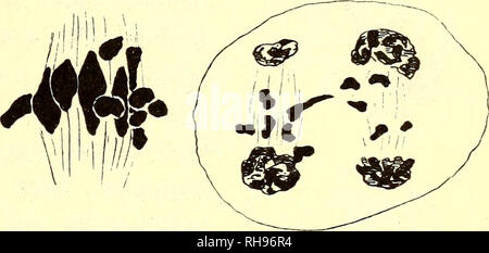 . Botanisk Tidsskrift". Botanik; Pflanzen; pflanzen. Station typische synapsis Phase, in der das Chromatin threads oft gesehen werden parallel zueinander und später die Sicherung und einem oder mehreren dicken Fäden angeordnet werden. Die heterotypic Spindel Abbildung weicht etwas von seinen Korrespondenten in H. Aurikel, wie die chromosomen sind wesentlich reicher in Zahlen. Sie unterscheiden sich in Gestalt und Form, konnte aber in jedem Fall in bivalenten und univalent Chromosomen klassifiziert werden, sehr viel erinnert einen der Dr oser a-hyhrid, früher von mir beschrieben (Rosenberg 22). Abbn. 15 Und IV ein deutlicher zeigen Stockfoto