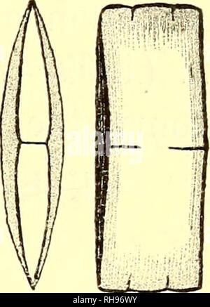 . Botanisk Tidsskrift". Botanik; Pflanzen; pflanzen. - 27 - und der Malaiischen Keala. S. 24; Synedra Thalassiothrix Cleve, Bosnien und Herzegowina. K. in der Sv. Vet. Akad. Handl. 1, Nr. 13, S. 22, PI. 4, w. 24; Synedra sp., Chun, aus den Tiefen des Weltmeeres, Jena 1900, S. 206 f. 2, 3. Die meisten der heutigen Exemplare sind sehr empfindlich (griech. Ostf.), aber auch die wichtigsten Arten hat mit getroffen worden. 2 (it) - 4 (it) - 6(r) - 7 (IT) - 10 (-h). Bereich: Arktis und Nordatlantik (vor allem in der Irminger See), Antarktischen Ozean von 20° W. bis 91° E., Rotes Meer, Golf von Aden, Indischer Ozean von c. 40" S 45° S., Malay Stockfoto