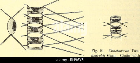 . Botanisk Tidsskrift". Botanik; Pflanzen; pflanzen. - 22 - 1 gesehen haben, aber nur wenige Ketten dieser großen Arten, die einige Beziehungen zu C. eonstrictum Gran (die beiden chromatophoren) und Andere zu C. teres CI. und C. Weissflogii Schütt (Form der Ventile und der grannen). 10 (RR). Obs. Die wellenlinien Der grannen sind nicht gut in der Abbildung eingezeichnet. 60. C. tetrastichon Gleve, Phytoplankton s. 22,-Pl. Ich, w. 7; Schröder, i. e. S. 30; Ostenfeld &Amp; Schmidt, PL f. das Rote Meer, etc. S. 256; Gleve, PL f. den Indischen Ozean und den Malaiischen Archipel s. 19. 2 (RR). Bereich: tropischen Atlantischen Ozean, Neapel, Re Stockfoto