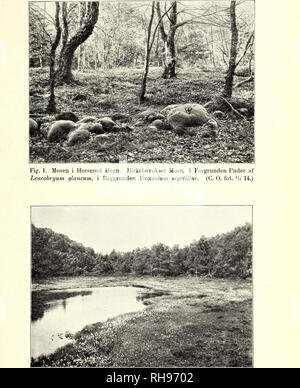 . Botanisk Tidsskrift". Botanik; Pflanzen; pflanzen. Botanisk Tidsskrift". 34. Bindet. (Carsten Olsen).. Abb. 2. Mosen ich Teglstrup Hegn. Fotografiet er taget fra Startseite af et Trae. Udsigt mod Nordvest. (G. O. in der Bav. 28.6 14.). Bitte beachten Sie, dass diese Bilder sind von der gescannten Seite Bilder, die digital für die Lesbarkeit verbessert haben mögen - Färbung und Aussehen dieser Abbildungen können nicht perfekt dem Original ähneln. extrahiert. Botaniske forening i København. København: H. Hagerups Forlag Stockfoto