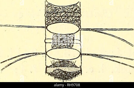 . Botanisk Tidsskrift". Botanik; Pflanzen; pflanzen. Abb. 14. Chaetoceras javanicum Gl. Kette in der Ansicht von vorn, die in der Seitenansicht cn ^). Diese Art ist, wie Cleve kürzlich erklärt hat, fast zu C. Schüttii GL ähnlich, wenn nicht identisch; Ich habe einige Sporen, die zu dieser Spezies gefunden und Sie sind ungefähr so die Sporen von C. Schüttii, beide Ventile, Spini - ferous. Es hat ein chromatophore vor; das Terminal grannen sind abweichende in spitzem Winkel und verdickt; die anderen Grannen sind dünn und biegen Sie in Richtung der Enden der Ketten; von den Ventilen sie eine charakteristische Krümmung haben, wie in den l dargestellt gesehen Stockfoto