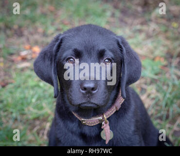 Schwarze Labrador Welpen Stockfoto
