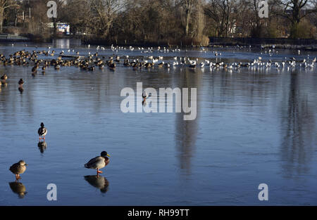 Winter Szene, Albert Park Lake, Middlesbrough, zeigt eine große Zahl von Wildvögeln einschließlich viele Stockente. Stockfoto