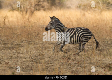 Crawshay von Zebra im South Luangwa National Park Stockfoto