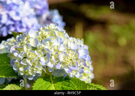Schöne Nahaufnahmen der violett oder blau und weiß Hortensia Gruppe oder Hydrangea macrophylla Blüten am Baum Stockfoto