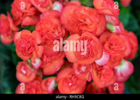 Close-up schöne rote Gruppe Begonie Blüte Stockfoto