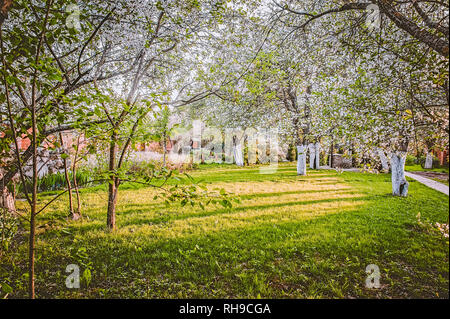 Ziergarten mit majestätisch große blühende Kirschbäume und Apfelbäume auf einer frischen grünen Rasen Stockfoto