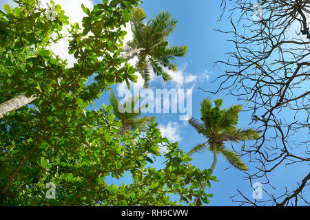 Niederlassungen von Palm Tree gegen schönen Himmel Stockfoto