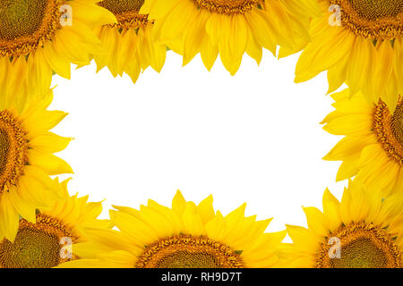 Rahmen der großen Sonnenblumen Blumen auf weißem Hintergrund. Freier Platz für Text. Stockfoto