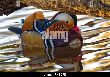 Mandarin Ente Stockfoto