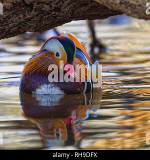 Mandarin Ente Stockfoto