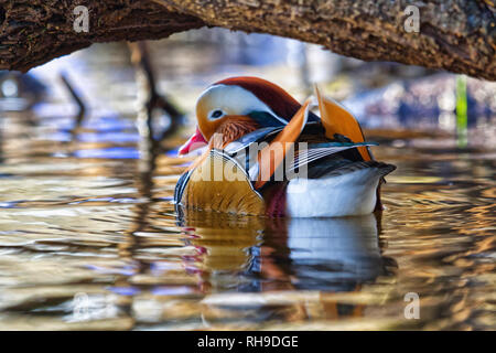 Mandarin Ente Stockfoto