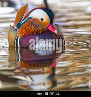 Mandarin Ente Stockfoto