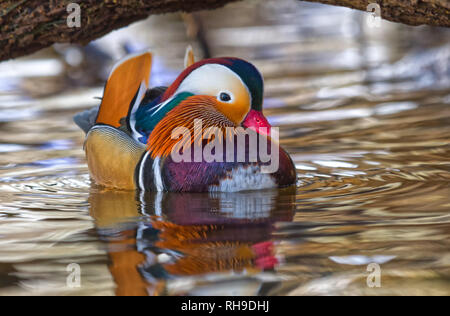 Mandarin Ente Stockfoto