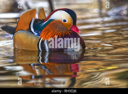 Mandarin Ente Stockfoto