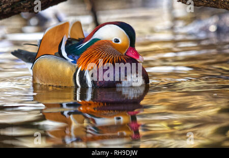 Mandarin Ente Stockfoto