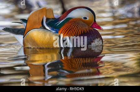 Mandarin Ente Stockfoto