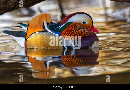 Mandarin Ente Stockfoto