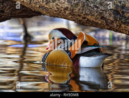 Mandarin Ente Stockfoto