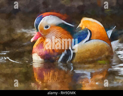 Mandarin Ente Stockfoto