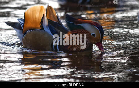 Mandarin Ente Stockfoto