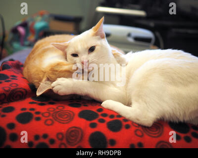 Katzen kuscheln und lecken sich gegenseitig auf der Decke Stockfoto