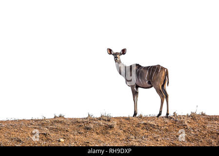 Kudus im Krüger Nationalpark, Südafrika; Specie Tragelaphus strepsiceros Familie der Hornträger Stockfoto