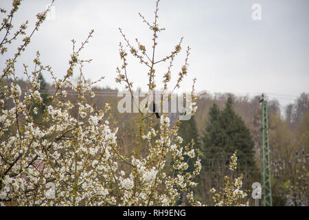 Ein schwarzer Vogel sitzt auf einem Apple Baum mit Blüten Stockfoto