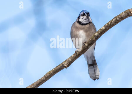 Blue Jay (Cyanocitta cristata) thront auf einem Zweig vor einem blauen Hintergrund im Winter. Stockfoto