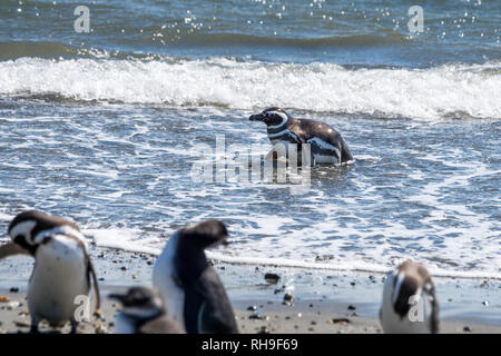 Magellanic penguin am Seno Otway in der Nähe von Punta Arenas Stockfoto