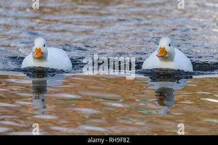 Paar domestizierte Drake weiß Call Enten (Anas Platyrhynchos), aka Coy Enten & Lockenten, Schwimmen in einem See im Winter in West Sussex, UK. Stockfoto