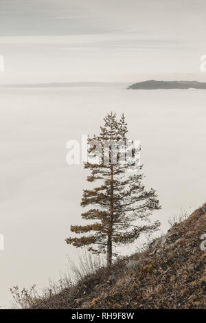 Single Pine Tree vor der weißen Wolke Abdeckung Stockfoto