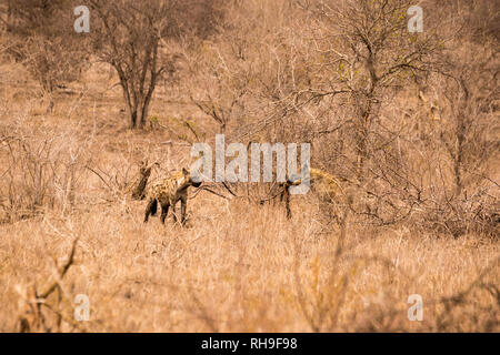 Zwei Hyänen mit Beute in der Savanne, Krüger Nationalpark, Südafrika Stockfoto