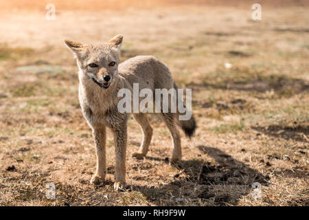 Neugierig Andean Fox auf einer Estancia in Patagonien Stockfoto