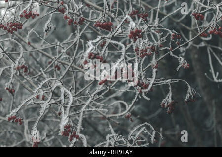 Morgen Frost am Weißdorn rote Beeren im Winter Stockfoto