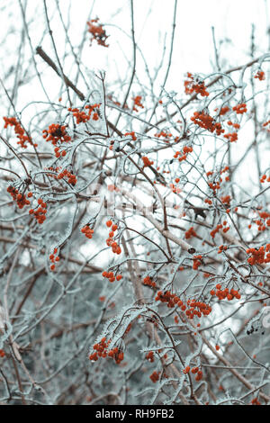 Morgen Frost am Weißdorn rote Beeren im Winter Stockfoto